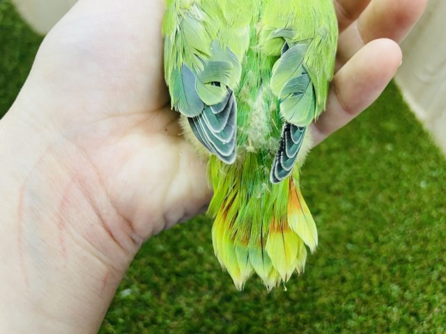 コザクラインコ（小桜インコ）