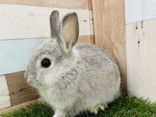 ネザーランドドワーフ