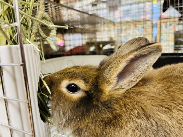 ライオンラビット