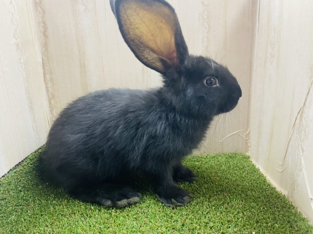 フレミッシュジャイアント