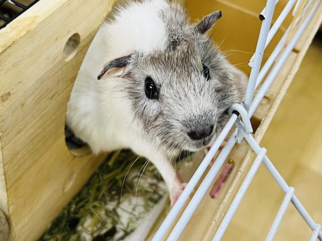 アビシニアンモルモット