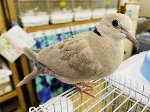 ジュズカケバト