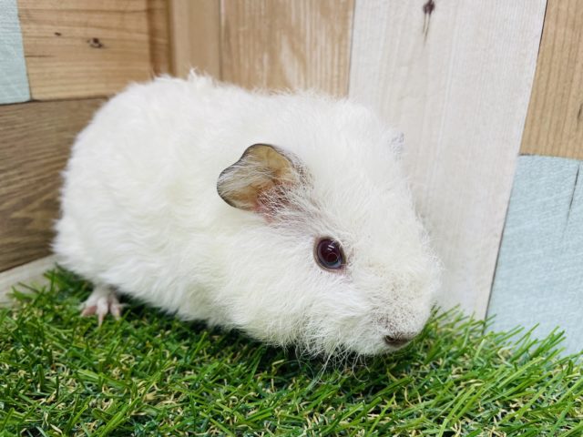 テディモルモット