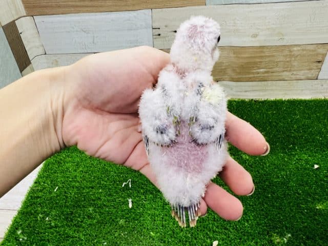 ホオミドリウロコインコ