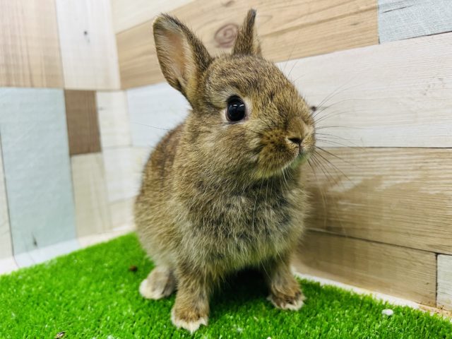 ネザーランドドワーフ