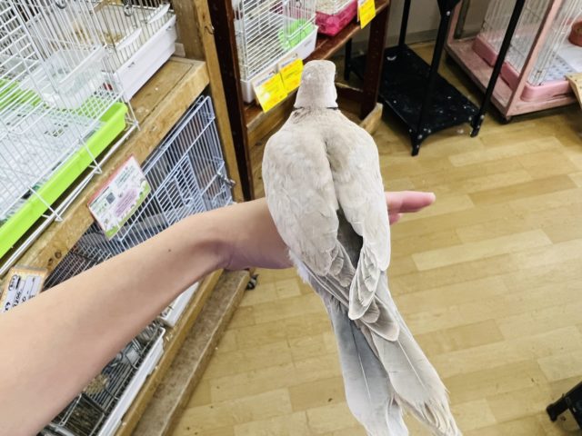 ジュズカケバト