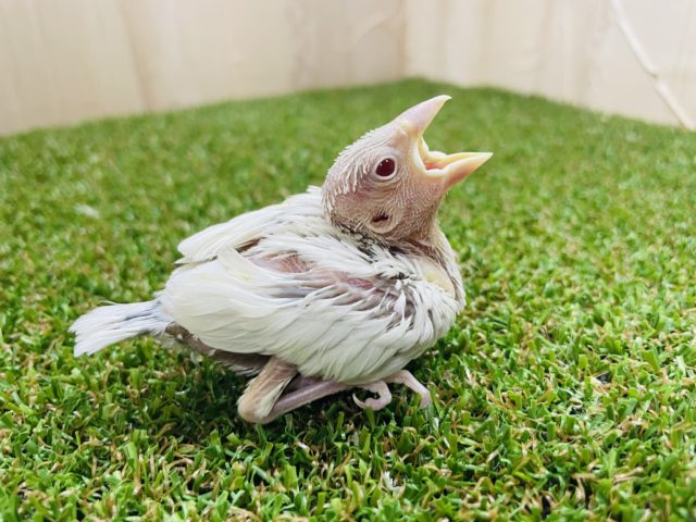 シルバーイノ文鳥