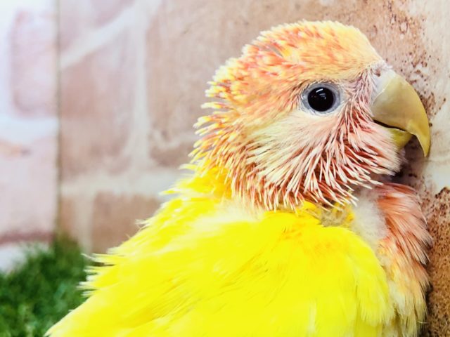 コザクラインコ（小桜インコ）