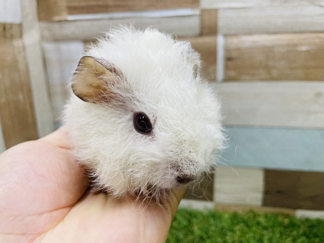 テディモルモット