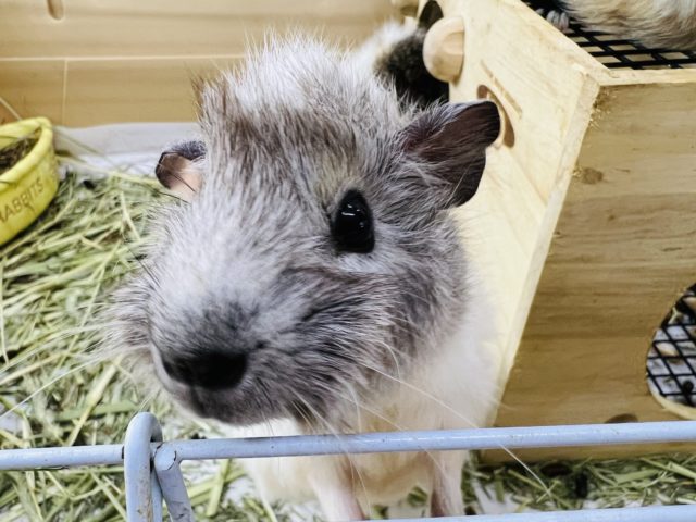 アビシニアンモルモット