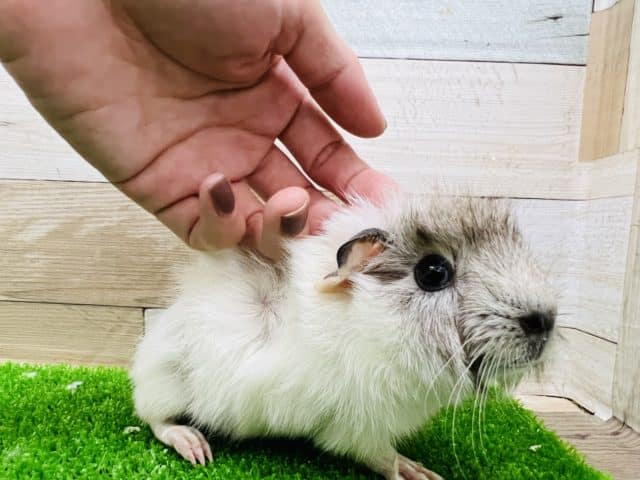 アビシニアンモルモット