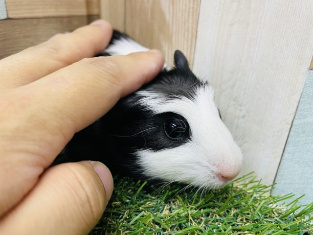 クレステッドモルモット