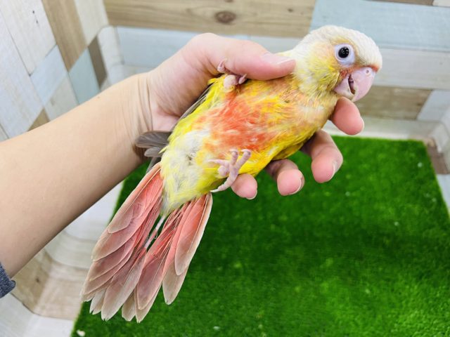 ホオミドリウロコインコ