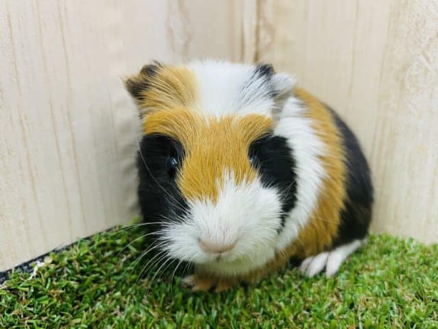 クレステッドモルモット