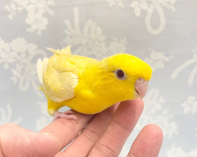 サザナミインコ