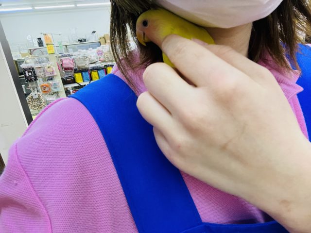 コザクラインコ（小桜インコ）