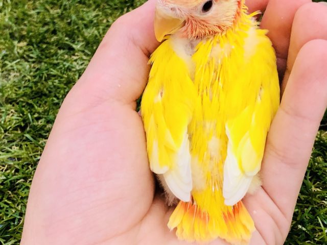 コザクラインコ（小桜インコ）