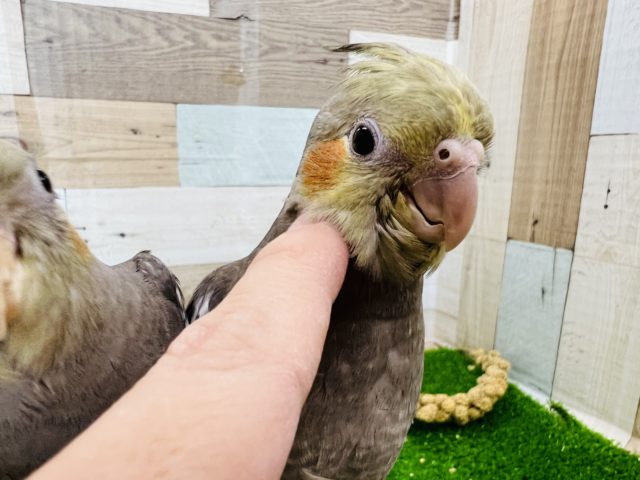 オカメインコ