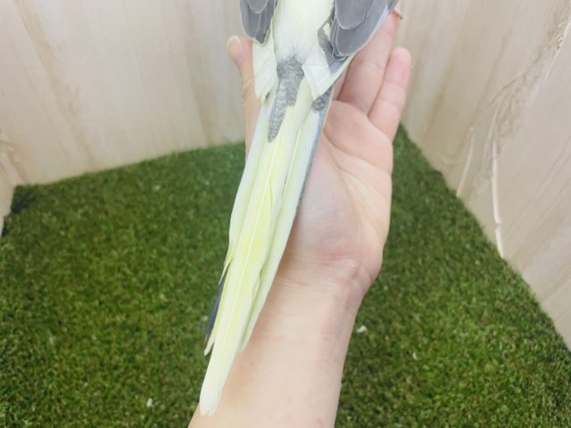 オカメインコ
