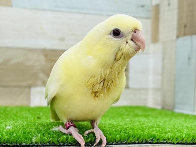 最新画像更新☆レアカラーだよ!クリームイノのサザナミインコ☆ サザナミインコ
