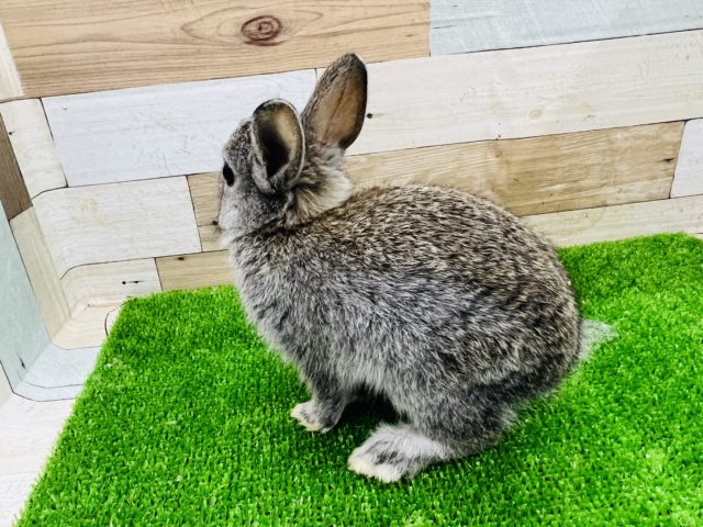 ネザーランドドワーフ