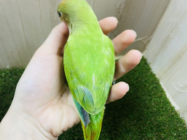 コザクラインコ（小桜インコ）