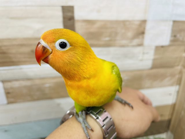 ヤマブキボタンインコ
