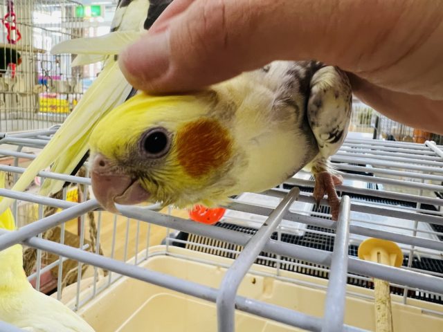 オカメインコ