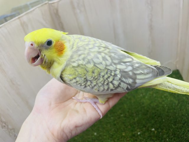オカメインコ