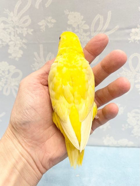 サザナミインコ
