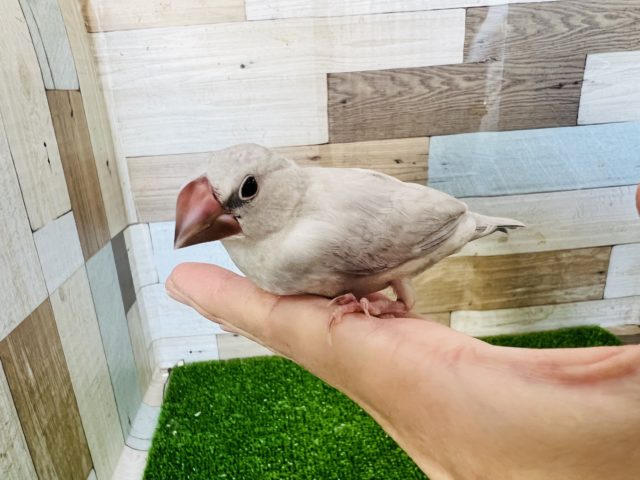 シルバー文鳥