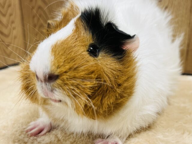 アビシニアンモルモット