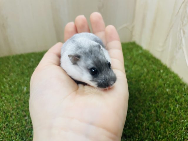 ドワーフハムスターの1種