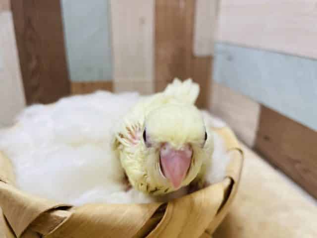 サザナミインコ