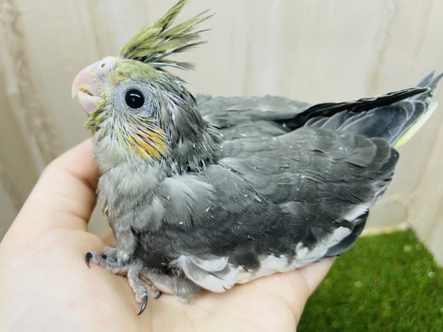 オカメインコ