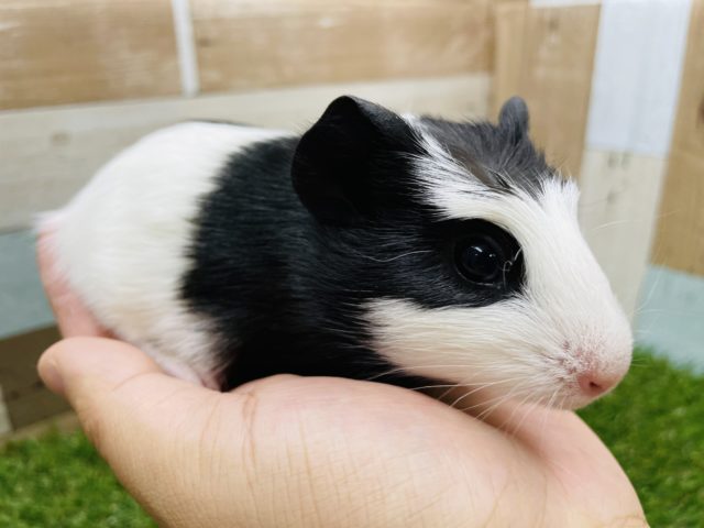 クレステッドモルモット