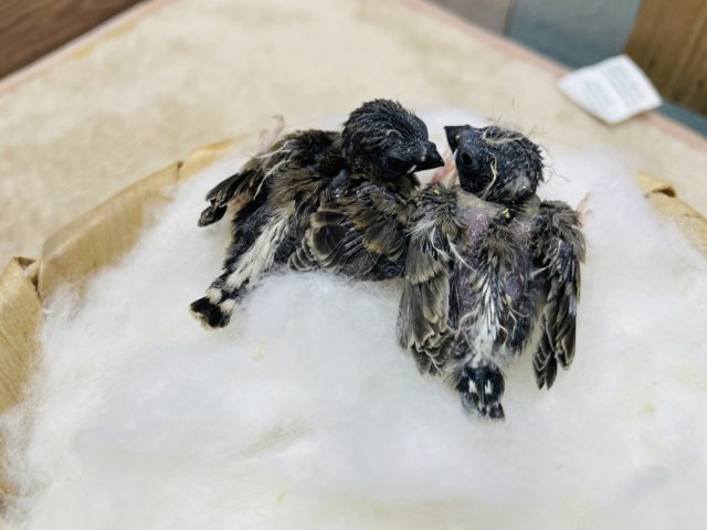 錦花鳥（キンカチョウ）