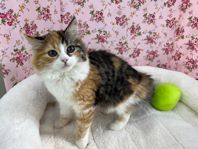 スコティッシュフォールド