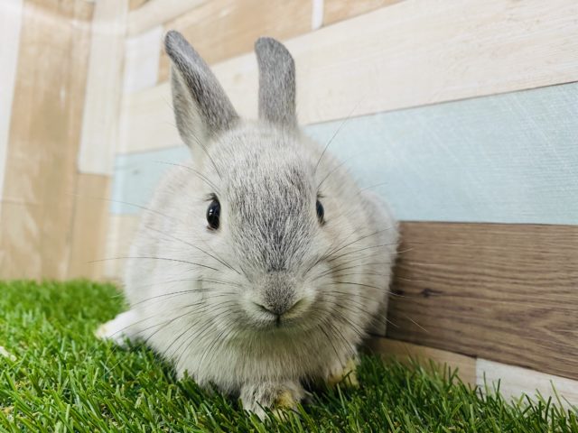 ネザーランドドワーフ