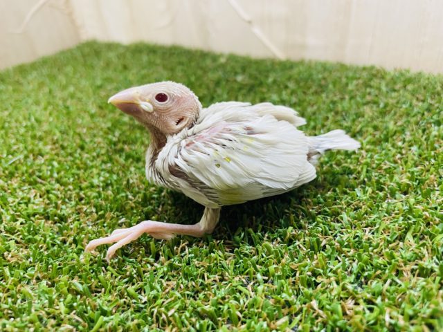 シルバーイノ文鳥