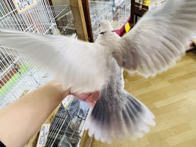 ジュズカケバト