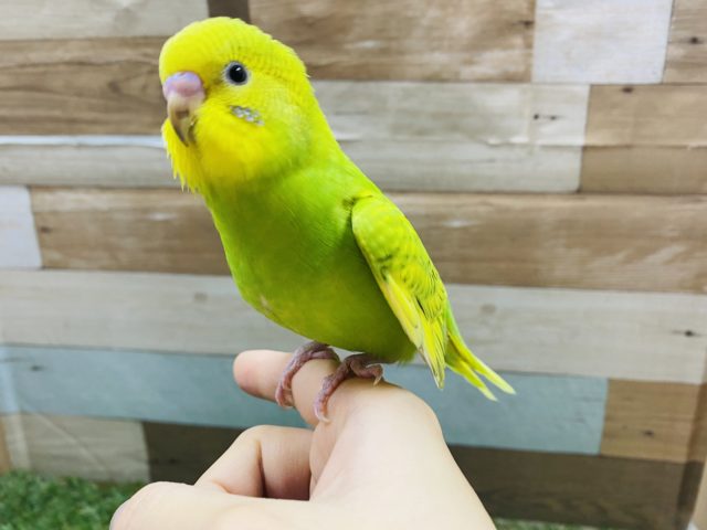セキセイインコ