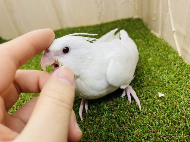 オカメインコ