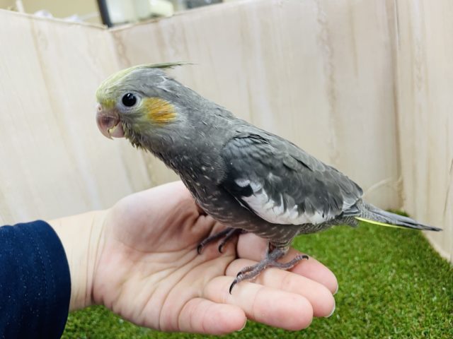 オカメインコ