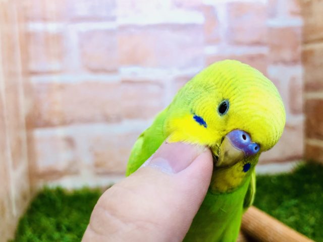 セキセイインコ