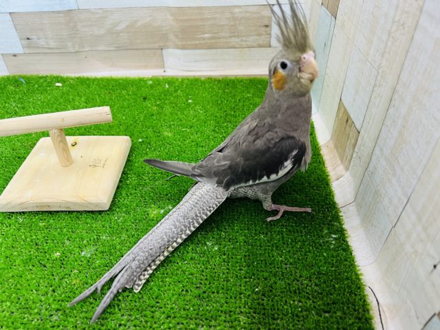 オカメインコ