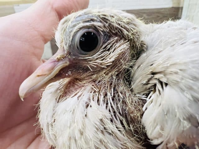 ジュズカケバト