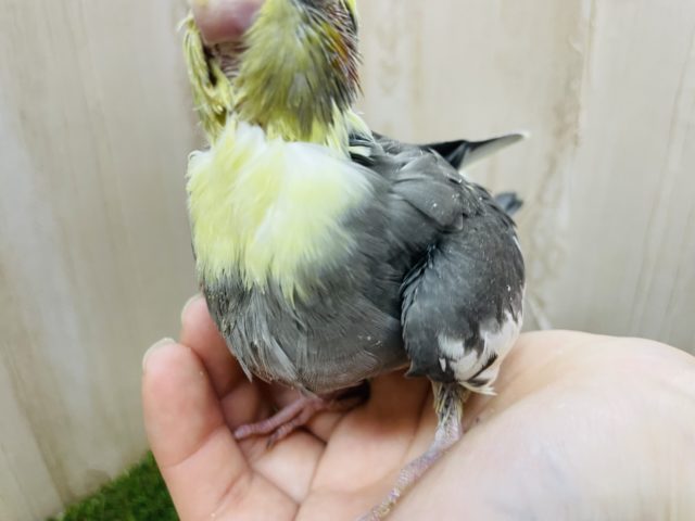 オカメインコ