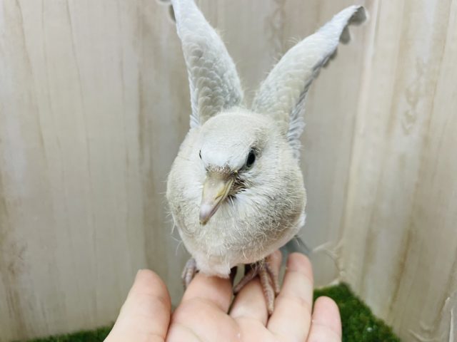 ジュズカケバト