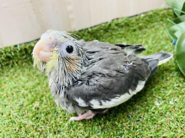 オカメインコ